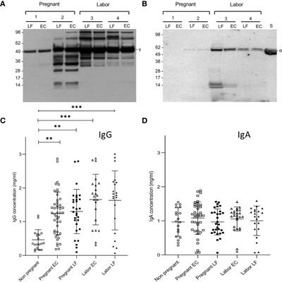 Activation of the Complement System in the Lower Genital Tract During Pregnancy and Delivery